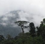 Forêt tropicale humide - Monts de Cristal, Gabon - T. Stévart