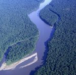 Forêt fluviale - Strickland River, Papouasie Nouvelle-Guinée - Y. Roisin