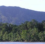 Forêt de mangrove fluviale suivi de la forêt tropicale humide - Parc National du Daintree, Australie - F. Dahdouh-Guebas