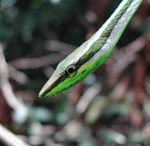 Serpent liane (Oxybelis argenteus) - Guyane française - O. Hardy