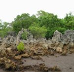 Palétuviers se développant dans un 'jardin de coraux' (un ancien récif surélevé) - Kinodo, Kenya - G. Neukermans