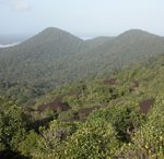Forêt Inselberg - Nouragues, Guyane Française - Y. Roisin
