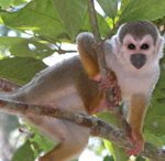 Singe écureuil - Amazone, Pérou - Y. Roisin