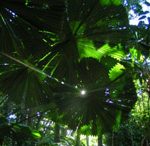 Forêt tropicale humide - Parc National du Daintree, Australie - F. Dahdouh-Guebas