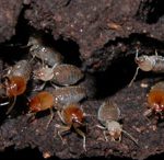 Termites Embiratermes - Ecuador - Y. Roisin