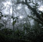 Forêt submontagnarde - Mont Koupé, Cameroun - O. Hardy