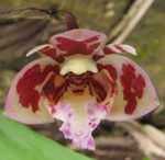 Polystachya lejolyana (Orchidacaea) - Cameroon - V. Droissart